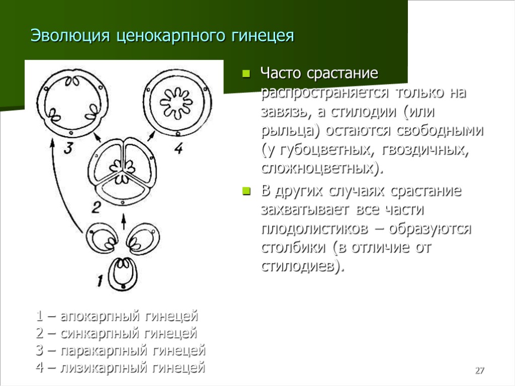 27 Часто срастание распространяется только на завязь, а стилодии (или рыльца) остаются свободными (у